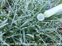 Frost on grass and thermometer reading -5C.