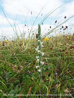 Lady's-tresses orchid growing on dune slacks at Aberffraw dunes, Anglesey.