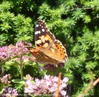Painted-lady butterfly in our garden at Gadlys Llansadwrn, Anglesey.