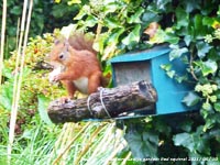 One of the red squirels at the feeder in our garden at Gadlys, Anglesey.