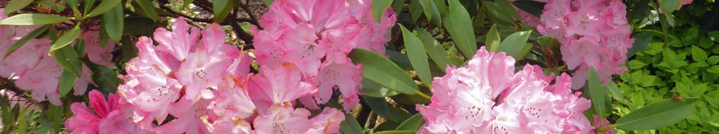 June the month of flowering Rhododendrons in our Gadlys garden.