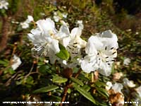 Dwarf white Rhododendron has been flowering in the garden since January.