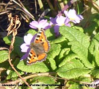 Small tortoiseshell butterfly on primula in the garden on last day of winter.