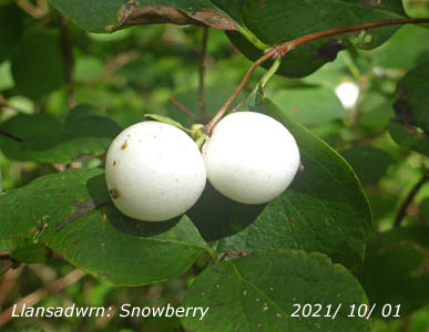 Snowberry berries. Snow on the way?