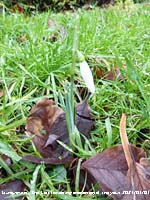 The first snowdrops of the winter/ spring 2021 to open in the garden.