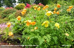 The Welsh poppies were hanging their heads in the rain in our garden at Gadlys.