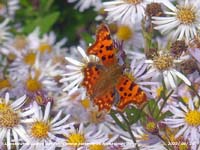 Comma butterfly on Michaelmas daisy in the garden at Gadlys.