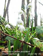 Double flowered snowdrops in the Old Woodland at Gadlys.