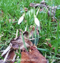 The first snowdrops of 2022 to open in the garden.