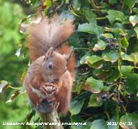 Red squirrel in weather station garden at Llansadwrn, Gadlys.