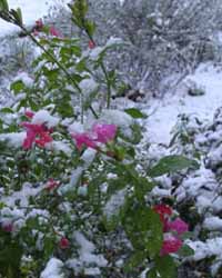 Fresh snow on our 'Brittany sage' (a shrub Salvia sp.) that was still in flower in the garden on Boxing Day, 26 December 2001. Photo: © D Perkins.