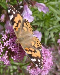 Phuopsis stylosa a favourite of butterflies and bumblebees. A painted lady butterfly feeding on 6 June 2004. Photo: © D Perkins.
