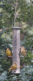 Greenfinches feeding on black sunflower seeds. Photo: © D. Perkins.