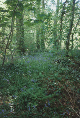 Bluebells in the wood. Photo: © D. Perkins.