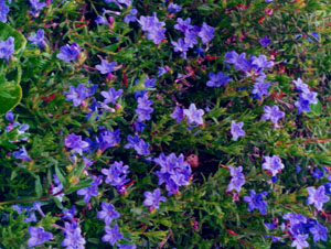 Lithospermum var. Heavenly Blue. 