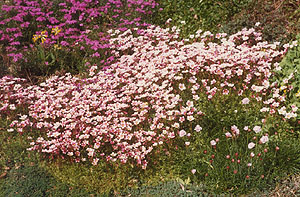 Mass of pink saxrifage in flower on the rockery.
