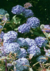 Blue hydrangea in flower in August. Photo: © 2000 D.Perkins