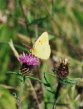 Clouded yellow butterfly at Malltraeth. Photo: © 2000 D. Perkins.