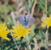 Common blue butterfly at Malltraeth. Photo: © 2000 D. Perkins.