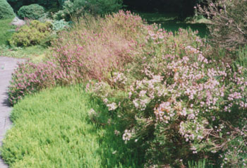 Cornish heath (left) and Corsican heath (right). Photo: © 2000 D.Perkins.