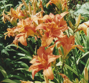Day-lilies. © 2000 D. Perkins.