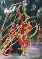 Ripening hot Mexican chillies. Photo: © 2000 D. Perkins.