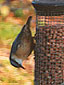 Nuthatch at one of our peanut feeders