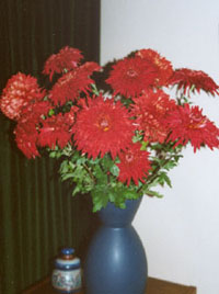 Vase of chrysanthemum Dorridge Velvet. Photo: © 2000 D. Perkins.