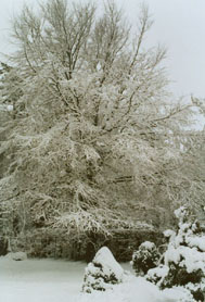 The beech tree covered with snow 'tinsel'. Photo: © 2000 D.Perkins.