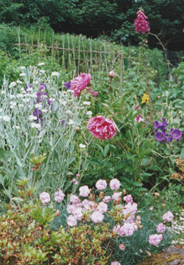 Herbaceous border blooms even in poor weather. Garden in July. Photo: © 2000 D. Perkins.
