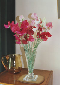 Vase of sweet peas. Garden in July. Photo: © 2000 D. Perkins.