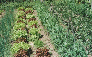 Shallots, lettuce, peas and broad beans. The vegetable garden in July. Photo: © 2000 D. Perkins.