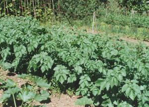 The potato patch: In the Garden in July. Photo: © D. Perkins.