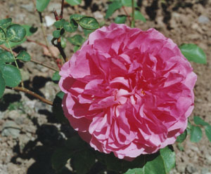 Rose: The Herbalist.