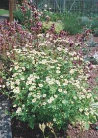 Aromatic herb Feverfew, a favourite of cottage gardens. Sage in background.
