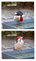 Young great spotted woodpecker at a water tray.