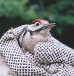 Young great spotted woodpecker recovering after flying into a window. Photo: © P. Perkins.