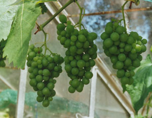 As yet green grapes on the Black Hamburg vine in the greenhouse.