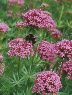 Phuopsis stylosa: A favourite of bumblebees and mistle thrushes.