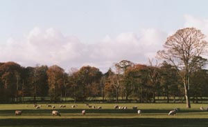 Sheep return to the 'old cricket field'. Photo: © 2000 D Perkins.