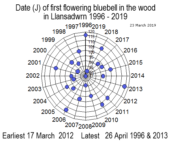 Dates of flowering of bluebell in Llansadwrn 1996-2019.