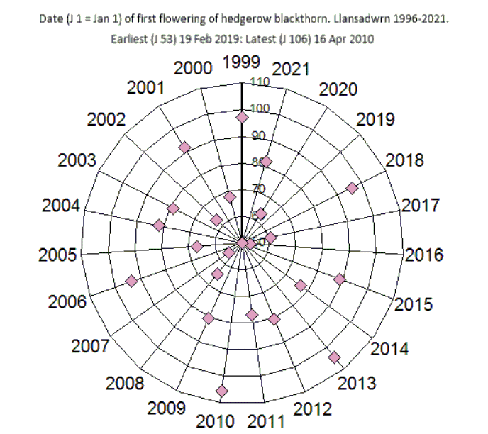 Dates of flowering of blackthorn in Llansadwrn 1996-2021.