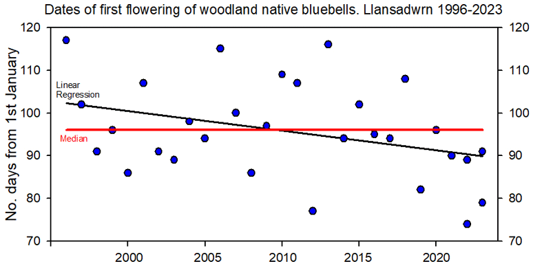 Regression analysis of dates of first native bluebell flowers in the wood at Llansadwrn, Gadlys 1996-2023.