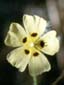 Logo: Anglesey Ecology, Ecoleg Ynys Môn - Spotted rock-rose (Tuberaria guttata ssp breweri).