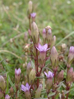 A sign of autumn. The autumn gentian was just starting to flower at Tywyn Aberffraw on 28 August 2004. Click to see larger image. 