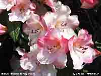 The fragrant pink Rhododendron edgeworthii.