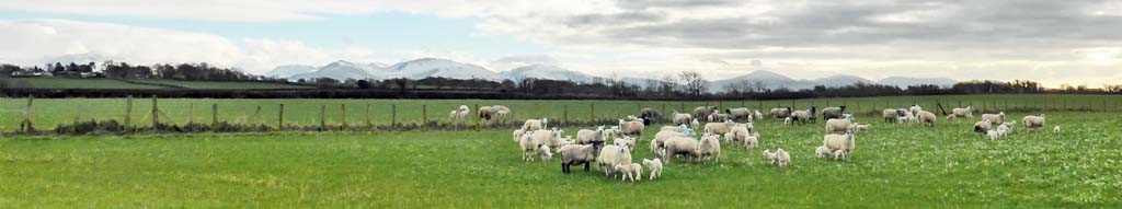 New seaon lambs in the fields with snowclad Snowdonia Mountains in the background.