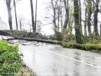 Storm Ciara closes Llansadwrn road with fallen tree and BT cable.