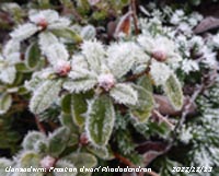 Frost developed on dwarf Rhododendron in our Gadlys garden.