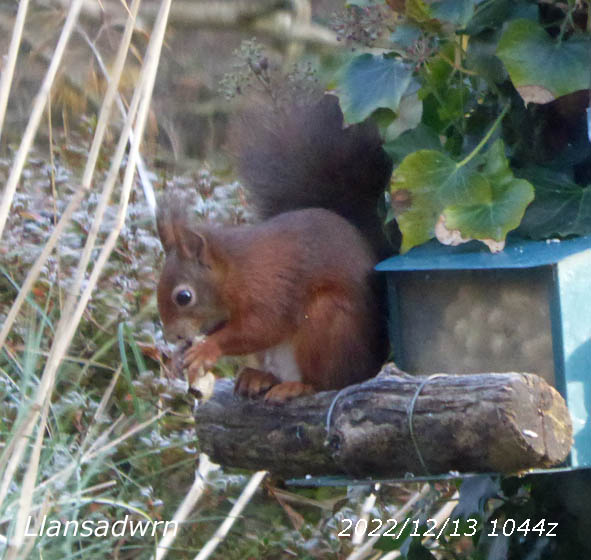 A fine dark red squirrel at feeding station in the garden.